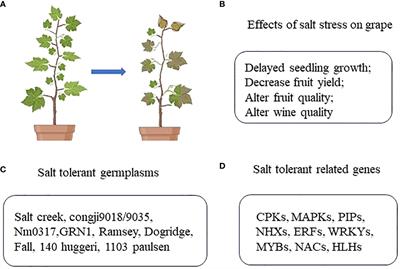 Current progress in research focused on salt tolerance in Vitis vinifera L.